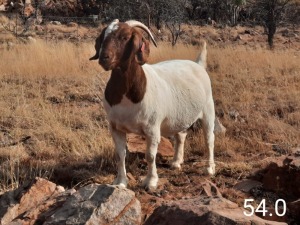 1 X BOERBOK OOI/EWE MAKGAT BOERBOKSTOET - STOET/STUD