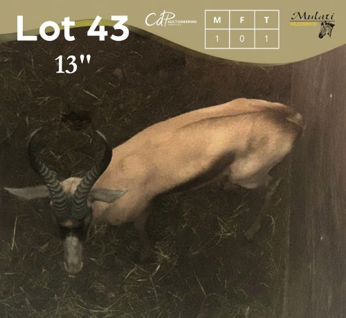 1 X KOPERSPRINGBOK - COPPER SPRING BUCK M:1 MULATI