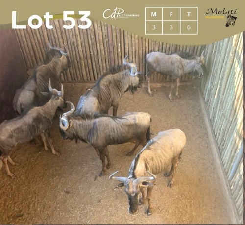 5 X BLOUWILDEBEES - BLUE WILDEBEEST M:3 V/F:3 MULATI (Betaal per dier/Pay per animal)