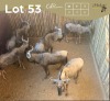5 X BLOUWILDEBEES - BLUE WILDEBEEST M:3 V/F:3 MULATI (Betaal per dier/Pay per animal)