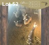 6 X WATERBOK - WATERBUCK V/F:6 MULATI (Betaal per dier/Pay per animal)