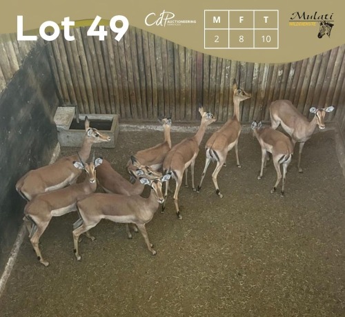 10 X ROOIBOK - IMPALA M:2 V/F:8 MULATI (Betaal per dier/Pay per animal)