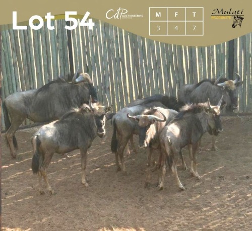 7 X BLOUWILDEBEES - BLUE WILDEBEEST M:3 V/F:4 MULATI (Betaal per dier/Pay per animal)
