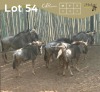 7 X BLOUWILDEBEES - BLUE WILDEBEEST M:3 V/F:4 MULATI (Betaal per dier/Pay per animal)