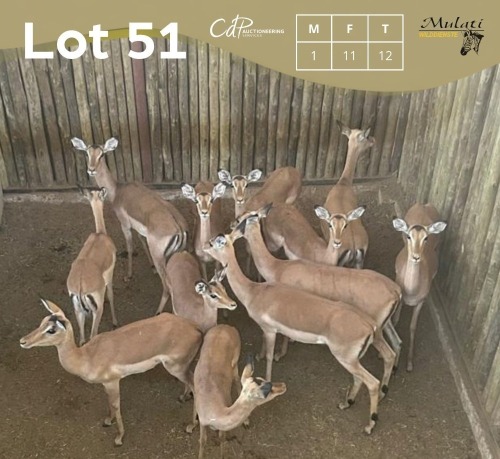 12 X ROOIBOK - IMPALA M:1 V/F:11 MULATI (Betaal per dier/Pay per animal)