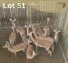 12 X ROOIBOK - IMPALA M:1 V/F:11 MULATI (Betaal per dier/Pay per animal)