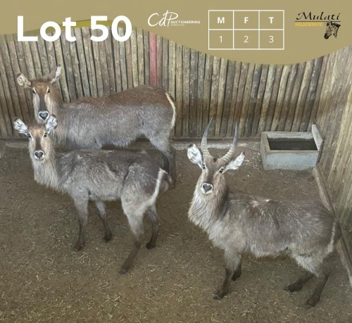 3 X WATERBOK - WATERBUCK M:1 V/F:2 MULATI (Betaal per dier/Pay per animal)