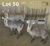 3 X WATERBOK - WATERBUCK M:1 V/F:2 MULATI (Betaal per dier/Pay per animal)