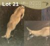 1 X SPRINGBOK - SPRINGBUCK M:1 MULATI - 2