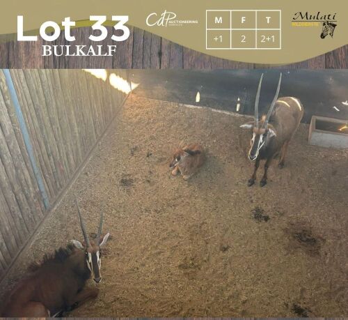 2+1 X SWARTWITPENS - SABLE M:+1 V/F:2 MULATI (Betaal per dier/Pay per animal)