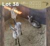 3 X WATERBOK - WATERBUCK M:2 V/F:1 MULATI (Betaal per dier/Pay per animal)