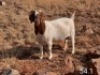 1 X BOERBOK OOI/EWE MAKGAT BOERBOKSTOET - STOET/STUD - 2