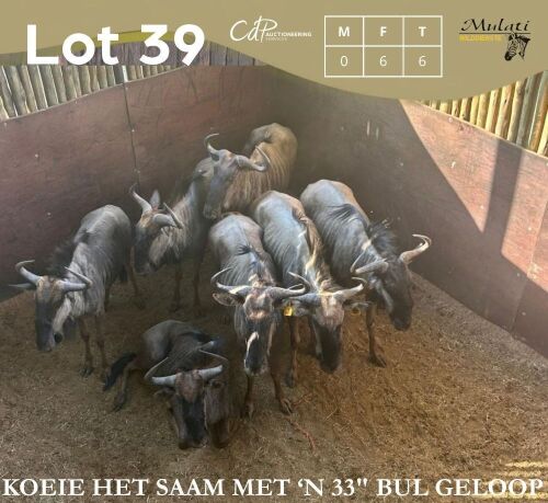 6 X BLOUWILDEBEES - BLUE WILDEBEEST V/F:6 MULATI (Betaal per dier/Pay per animal)