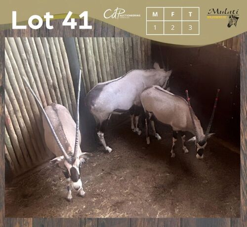 3 X GEMSBOK - ORYX M:1 V/F:2 MULATI (Betaal per dier/Pay per animal)