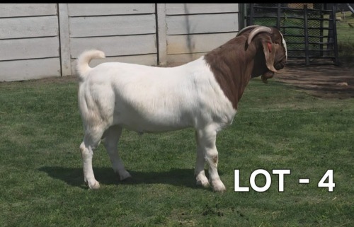 1 X BOER GOAT BUCK McKAY BOERBOKSTOET