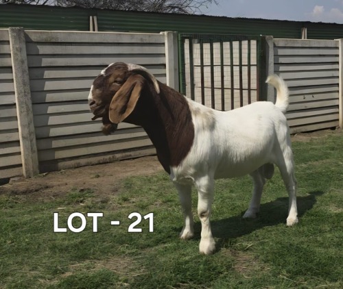 1 X BOER GOAT BUCK McKAY BOERBOKSTOET