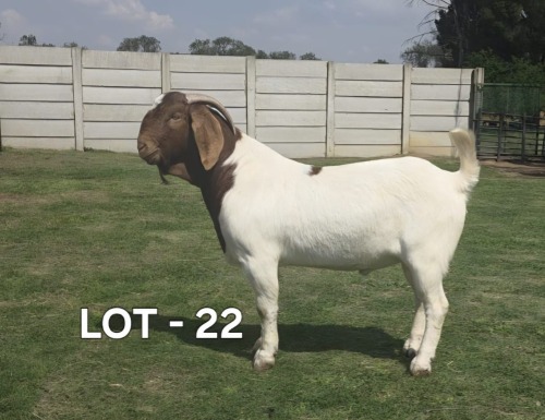 1 X BOER GOAT BUCK McKAY BOERBOKSTOET