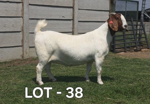 1 X BOER GOAT DOE McKAY BOERBOKSTOET