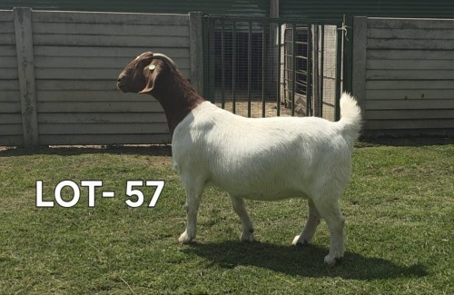 1 X BOER GOAT DOE McKAY BOERBOKSTOET