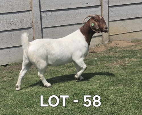 1 X BOER GOAT DOE McKAY BOERBOKSTOET