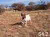 1 X BOERBOK OOI/EWE MAKGAT BOERBOKSTOET - STOET/STUD - 3