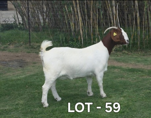 1 X BOER GOAT DOE McKAY BOERBOKSTOET
