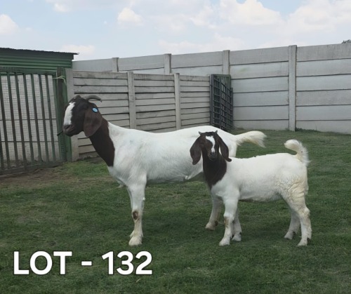 1 X BOER GOAT DOE McKAY BOERBOKSTOET