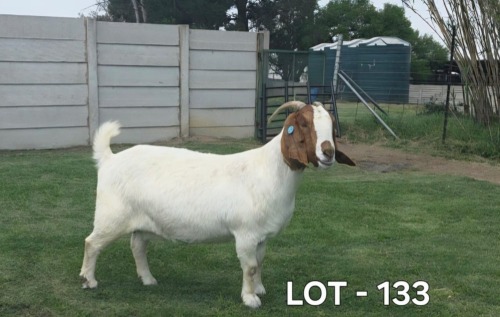 1 X BOER GOAT DOE McKAY BOERBOKSTOET