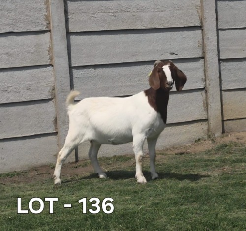 1 X BOER GOAT DOE McKAY BOERBOKSTOET