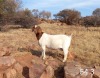 1 X BOERBOK OOI/EWE MAKGAT BOERBOKSTOET - STOET/STUD - 4