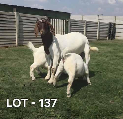 1 X BOER GOAT DOE McKAY BOERBOKSTOET