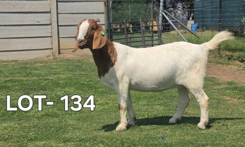 1 X BOER GOAT DOE McKAY BOERBOKSTOET