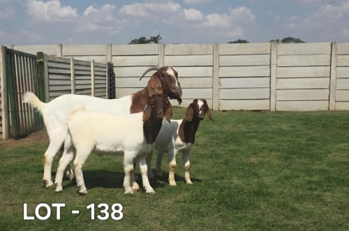 1 X BOER GOAT DOE McKAY BOERBOKSTOET