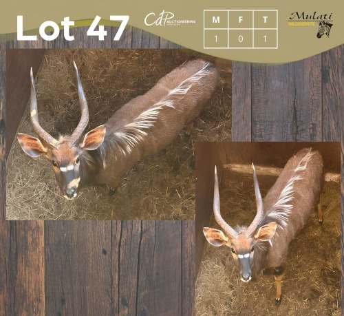 1 X NJALA - NYALA M:1 MULATI