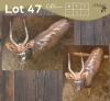 1 X NJALA - NYALA M:1 MULATI