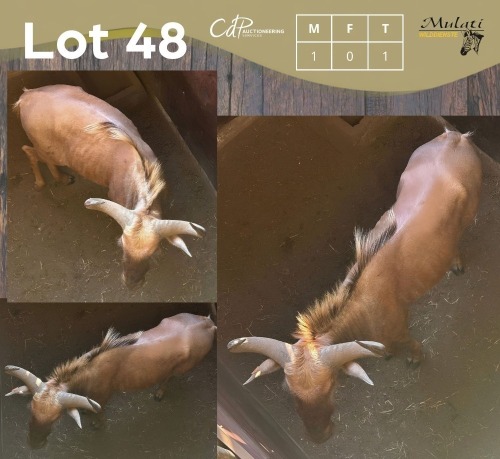 1 X GOUE WILDEBEES - GOLDEN WILDEBEEST M:1 MULATI