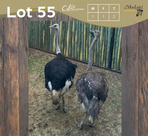 2 X VOLSTRUIS - OSTRICH M:1 V/F:1 MULATI (Betaal per dier/Pay per animal)