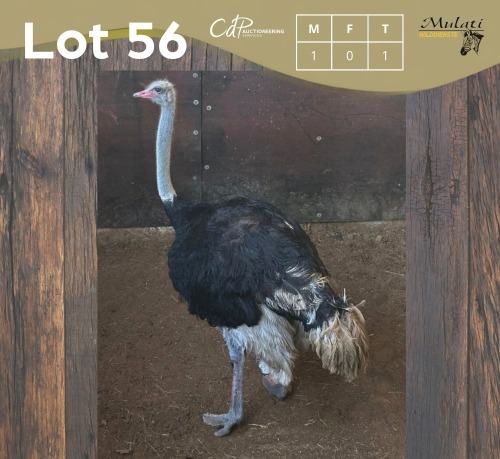 1 X VOLSTRUIS - OSTRICH M:1 MULATI