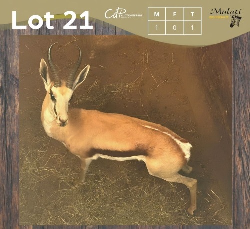 1 X SPRINGBOK - SPRINGBUCK M:1 MULATI