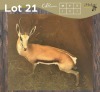 1 X SPRINGBOK - SPRINGBUCK M:1 MULATI