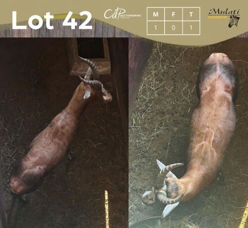 1 X BLESBOK - BLESBUCK M:1 MULATI