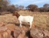 1 X BOERBOK OOI/EWE MAKGAT BOERBOKSTOET - STOET/STUD - 5