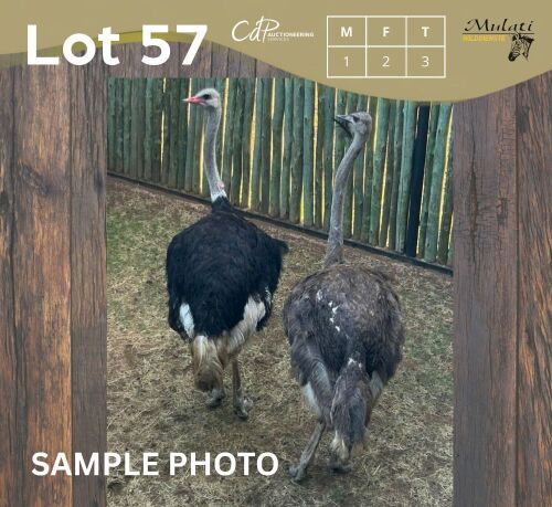 3 X VOLSTRUIS - OSTRICH M:1 F:2 MULATI