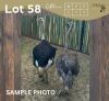 3 X VOLSTRUIS - OSTRICH F:3 MULATI