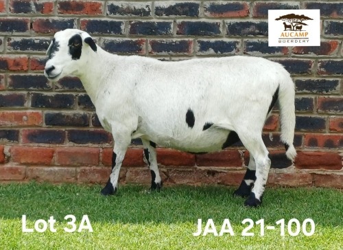 1 X MEATMASTER NOT RECORDED PREGNANT EWE Aucamp Boerdery