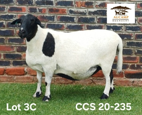 1 X MEATMASTER NOT RECORDED PREGNANT EWE Aucamp Boerdery
