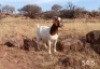 1 X BOERBOK OOI/EWE MAKGAT BOERBOKSTOET - STOET/STUD - 6