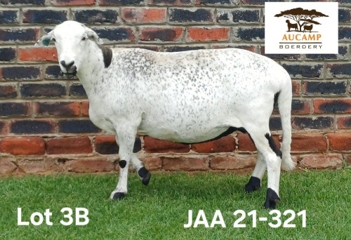 1 X MEATMASTER NOT RECORDED PREGNANT EWE Aucamp Boerdery