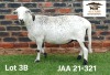 1 X MEATMASTER NOT RECORDED PREGNANT EWE Aucamp Boerdery