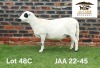 1 X MEATMASTER NOT RECORDED PREGNANT EWE Aucamp Boerdery